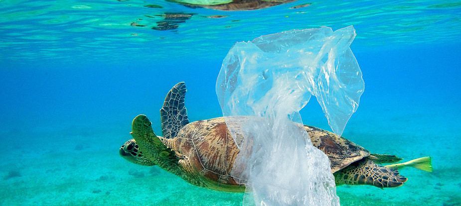 Des Éclées branchées au service de la planète